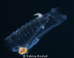 Une salpe qui dans le courant qui transporte une petite c... by Sabine Boulad 